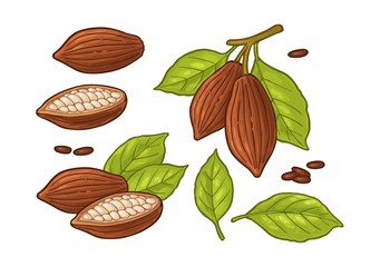 Leaves and fruits of cocoa beans. Vector vintage color illustration