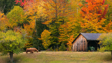 Fall Farm In New England
