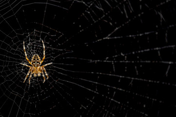 Spider on cobweb isolated on black background.