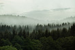 Beautiful foggy forest in the heart of Czech republic