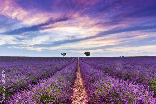 Obraz Dibond Zmierzch w Lawendowym polu w Valensole w Provence, Francja
