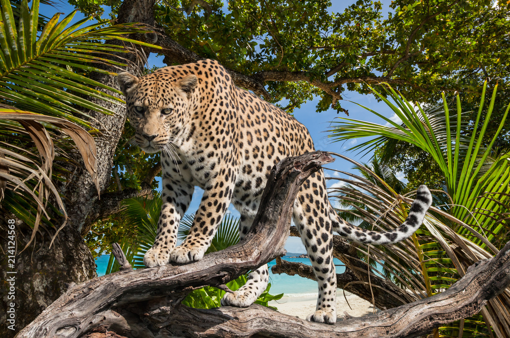 R Leopard jungle leopard Stock Photo | Adobe Stock