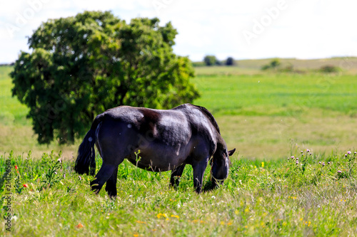 Plakat Czarny koński pasanie w wiośnie w łące