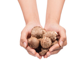 hand holding shiitake mushroom isolated on white background