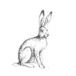 Vector vintage illustration of sitting hare isolated on white. Hand drawn rabbit in engraving style. Animal sketch