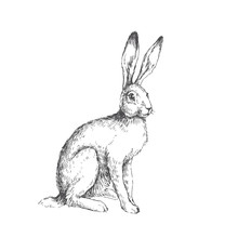 Vector Vintage Illustration Of Sitting Hare Isolated On White. Hand Drawn Rabbit In Engraving Style. Animal Sketch