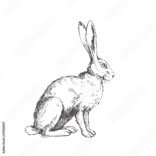 Fotomural Vector vintage illustration of sitting hare isolated on white