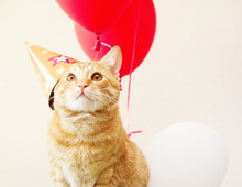 Red Cat In A Festive Cap Against The Background Of Balloons. Birthday Of A Cat.