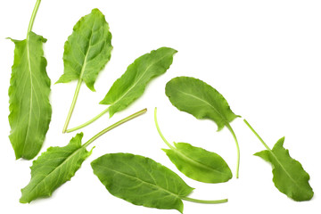 Poster - fresh sorrel, garden sorrel, rumex acetosa, green leaves, isolated on white background. Top view