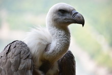Portrait Of A Beautiful Vulture With A Blue Background In A Park In Germany