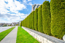 Beautiful Street With A Hedge Fence. Landscape Trimming Design.