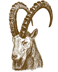 Wall Mural - engraving drawing illustration of siberian ibex