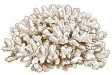 Engraving Drawing Illustration Of Pocillopora Coral