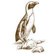 etching drawing illustration of Humboldt penguin