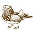engraving drawing illustration of mandarin duck