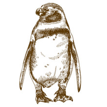 Engraving Drawing Illustration Of Humboldt Penguin