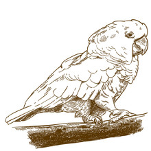 Engraving Drawing Illustration Of White Cockatoo