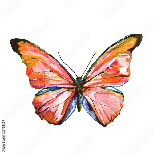 Naklejka dekoracyjna piękny motyl, akwarela, na białym tle