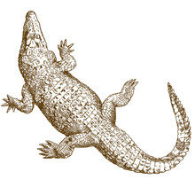Engraving Drawing Illustration Of Big Crocodile