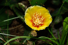 Prickly Pear Cactus Delicate Yellow Flower