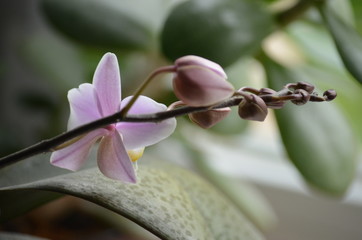 Wall Mural - pink flower blossom orchid