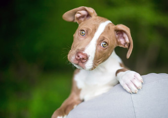 A cute red and white puppy looking over a person's shoulder