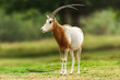 Scimitar horned oryx animal in zoo or farm.