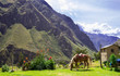 Horse grazing in a green yard along the Inca Trail