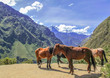 Four horses, Inca Trail