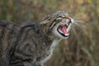 A very close up detailed portrait of a scottish wildcat snarling and showing its teeth facing right