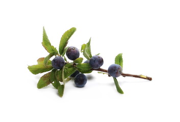 Fresh blackthorn berries with twig and leaves, prunus spinosa isolated on white background