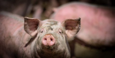 Wall Mural - Domestic pigs. Pigs on a farm in the village