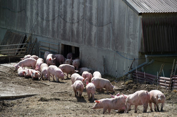 Wall Mural - Domestic pigs. Pigs on a farm in the village