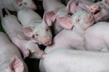 Fototapeta Tęcza - Domestic pigs. Pigs on a farm in the village
