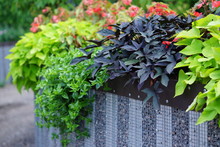 Flowerbed With Decorative Bushes, Garden Design