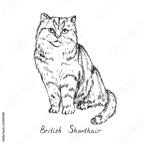 British Shorthair Cat Breeds Illustration With Inscription Hand