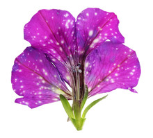 Inner Vertical Cut Of Summer Bud Of A  Dark Violet  Petunia  Flower.