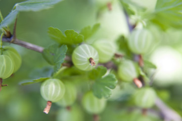 Sticker - gooseberry in the garden with a defocused background