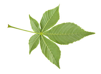 Poster - green leaves of chestnut isolated on white background