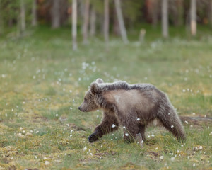 Wall Mural - young brown bear (ursus arctos) walking on a finnish bog on a sunny summer evening. bear's winter fu