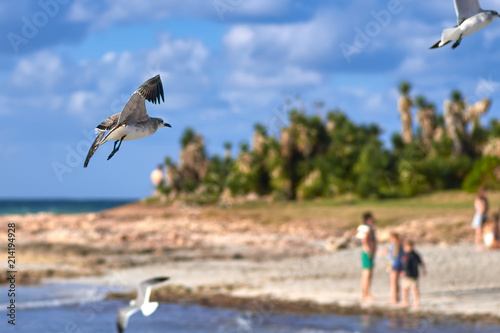 Fotografie, Obraz Albatros spreading its wings flies against the background of the
