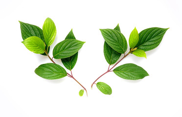 Poster - Set of two twigs branch beautiful shape with green young juicy textured leaves isolated on white background.