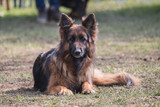 Fototapeta Psy - Portrait of a german shepherd dog walking in belgium