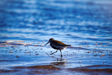 Wall Mural - dunlin (Calidris alpina) fed on edge of wate