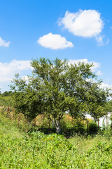 Canvas Print - old cherry tree in green garden under blue sky