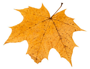 Canvas Print - back side of broken autumn leaf of maple tree