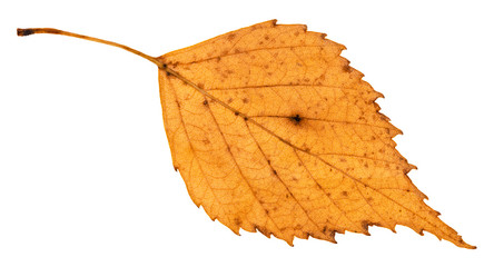 Canvas Print - back side of old fallen leaf of birch tree