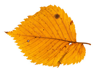 Canvas Print - back side of autumn holey leaf of elm tree