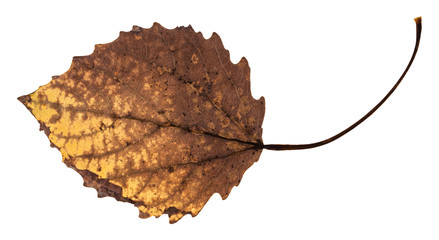 Canvas Print - back side of decayed dried leaf of aspen tree