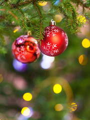 Canvas Print - two red balls on natural fir christmas tree branch